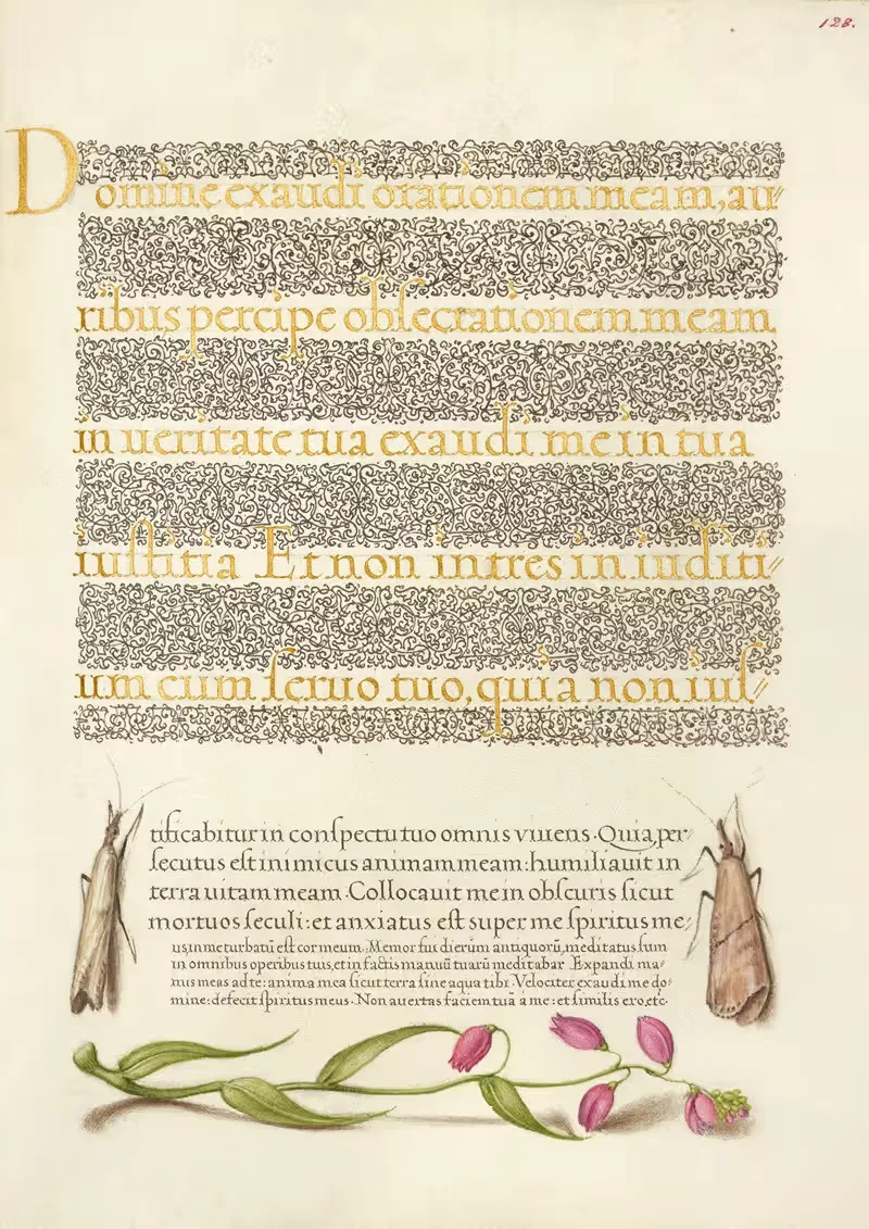 Мотыльки и молочай by Йорис Хефнагел, 1561–1596 — digital art print download