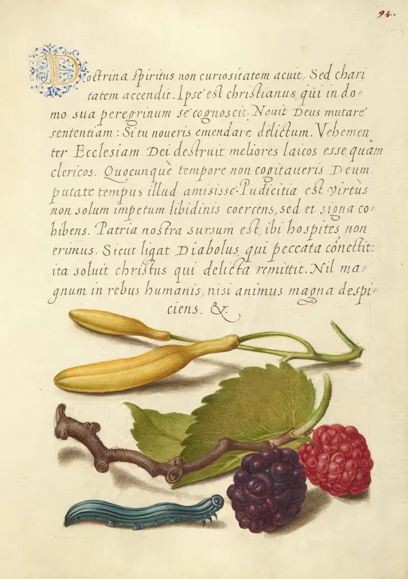 Hyacinth, Black Mulberry, and Caterpillar — Joris Hoefnagel