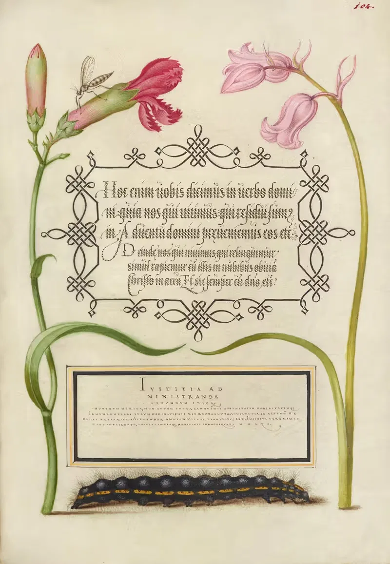 Imaginary Insect, Carnation, Bluebell, and Saturnid Caterpillar — Joris Hoefnagel