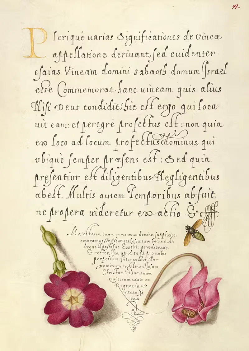 Насекомое, балканская примула и альпийская фиалка by Йорис Хефнагел, 1561–1596 — digital art print download