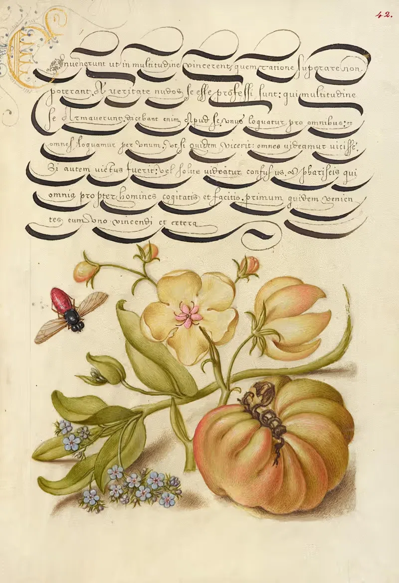 Насекомое, моль, мулин, незабудка и помидор by Йорис Хефнагел, 1561–1596 — digital art print download