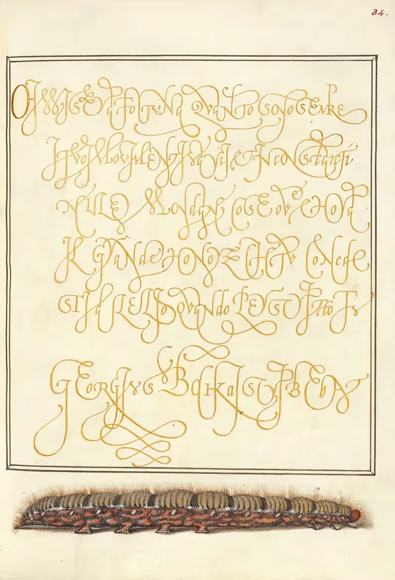 Личинка дубового егеря by Йорис Хефнагел, 1561–1596 — digital art print download