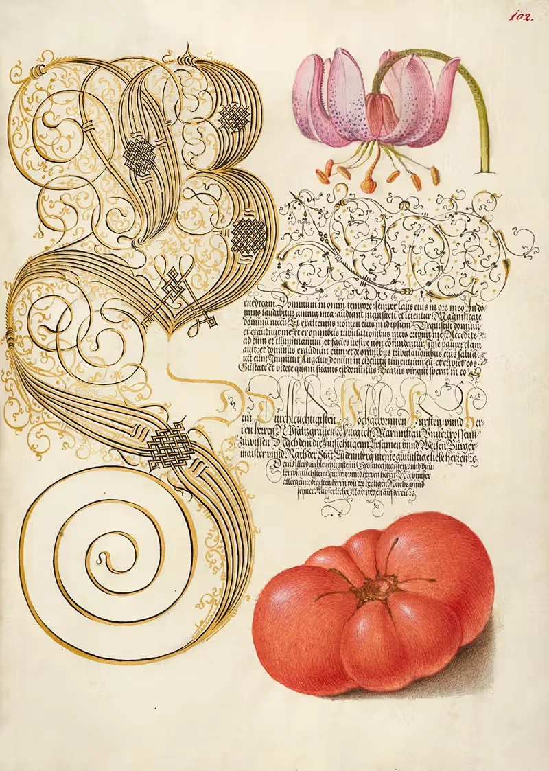 Лилия мартAGON и помидор by Йорис Хефнагел, 1561–1596 — digital art print download