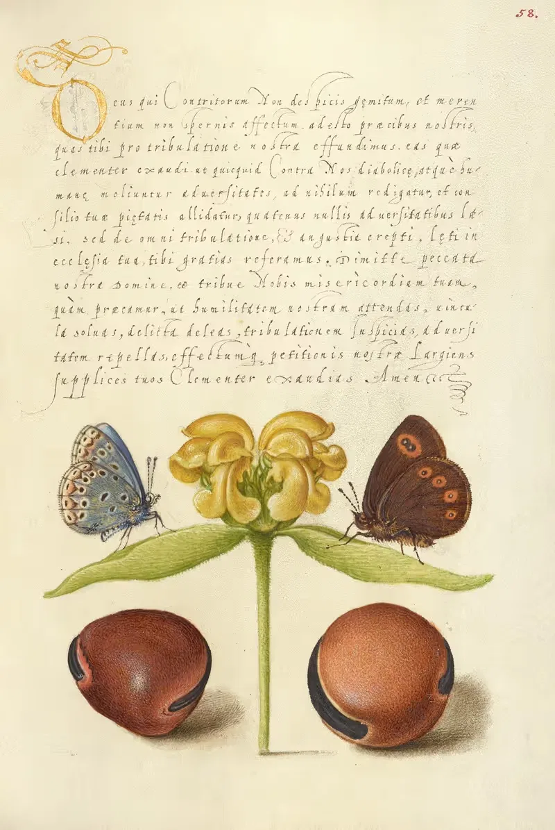 Мотыльки, Иерусалимский шалфей и бобы by Йорис Хефнагел, 1561–1596 — digital art print download