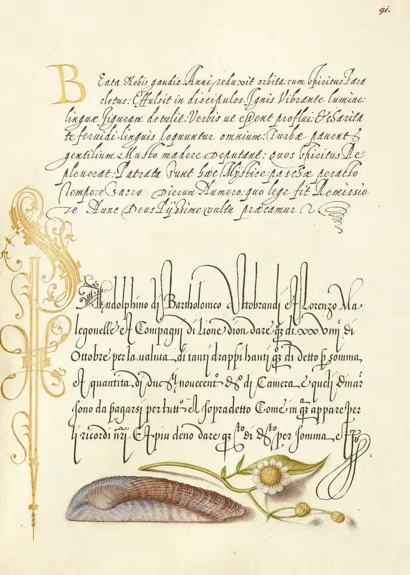 Ковчег Ноя, раковина и чихотка by Йорис Хефнагел, 1561–1596 — digital art print download