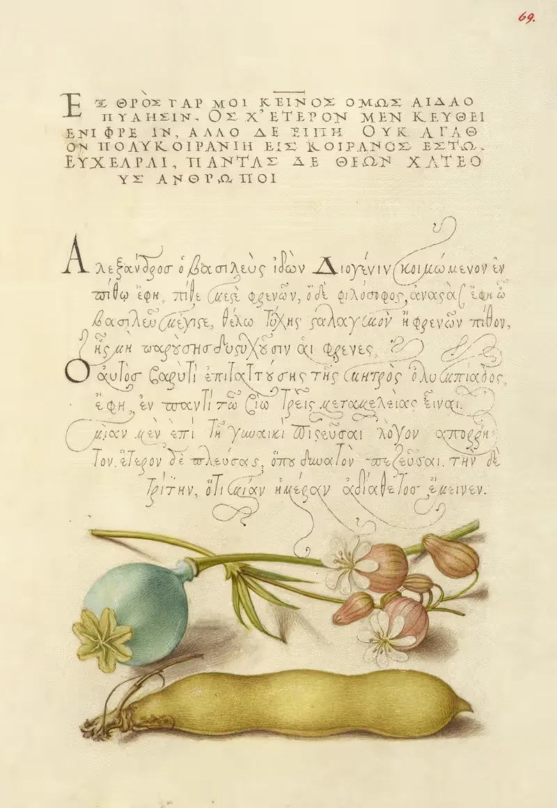 Opium Poppy, Bladder Campion, and Broad Bean — Joris Hoefnagel