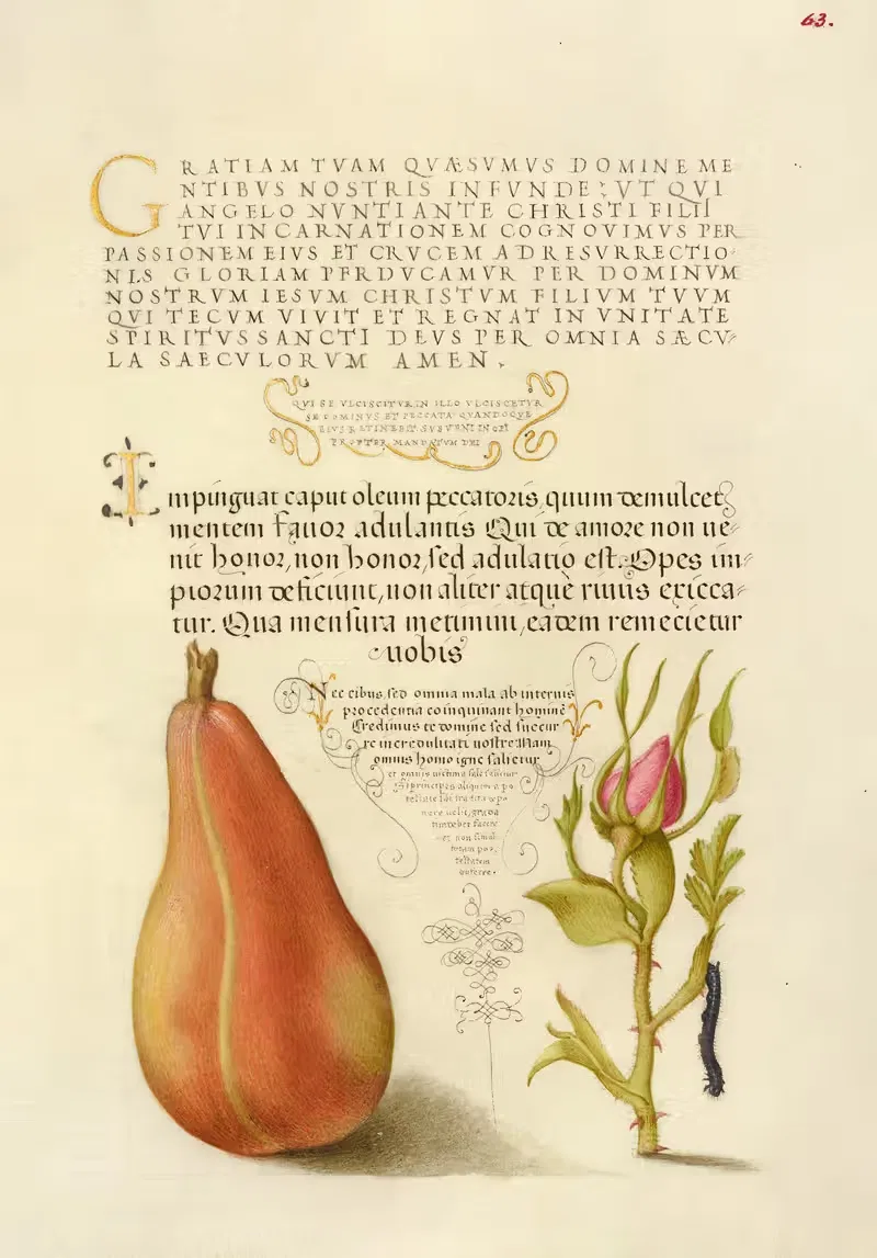 Pear, French Rose, and Caterpillar — Joris Hoefnagel
