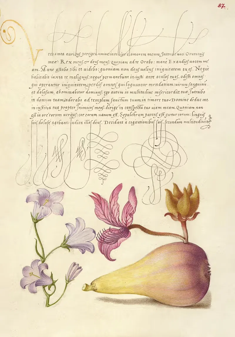 Рампион, Диттани и Груша by Йорис Хефнагел, 1561–1596 — digital art print download