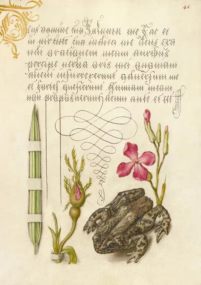 Reed Grass, French Rose, Toad, and Gillyflower — Joris Hoefnagel