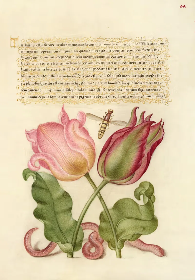 Tulips, Insect, and Worm by Joris Hoefnagel, 1561–1596 — digital art print download