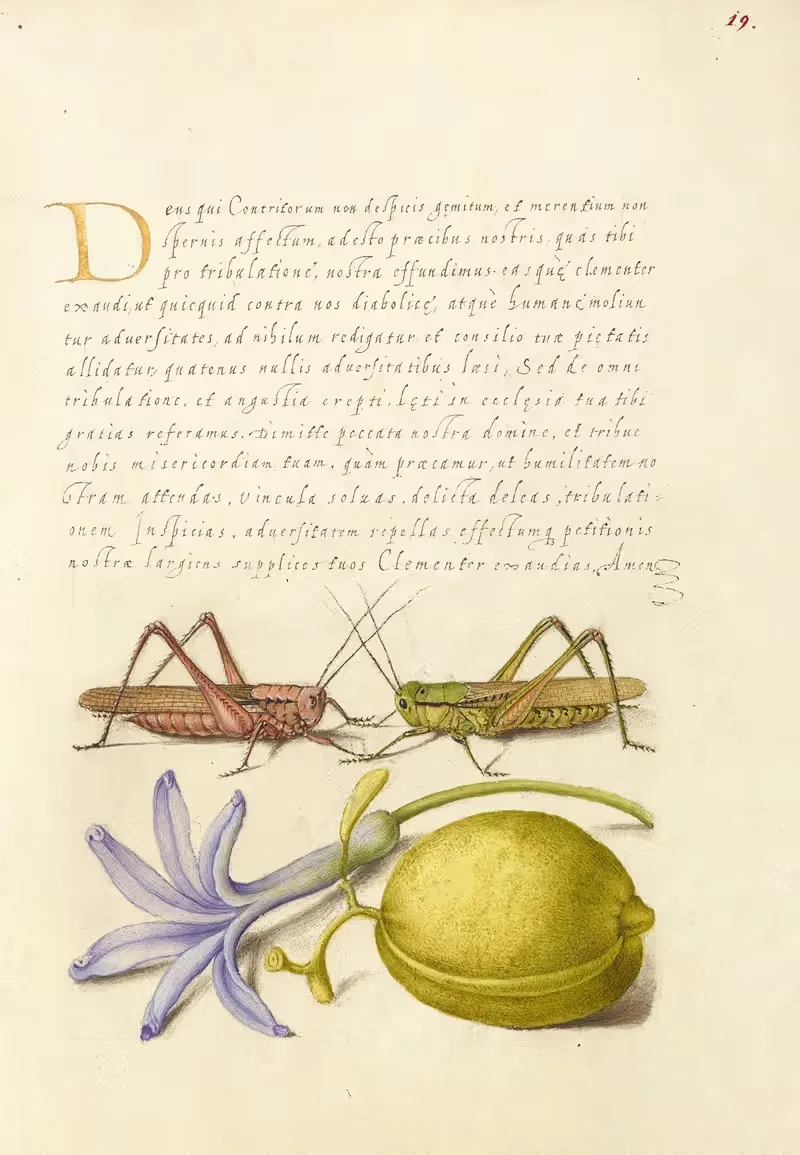 Wart-Biter, Grasshopper, Hyacinth, and Almond — Joris Hoefnagel