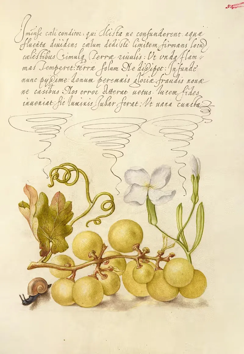 Wine Grape, Gillyflower, and Land Snail — Joris Hoefnagel