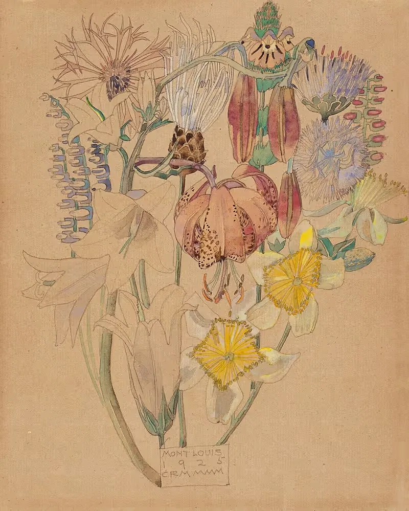 Mont Louis – Flower Study by Charles Rennie Mackintosh, 1925 — digital art print download