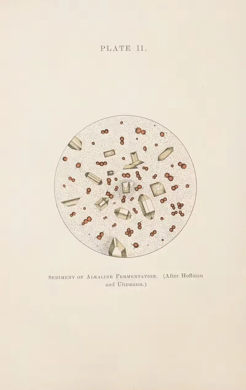 Plate II: Sediment of Alkaline Fermentation — Charles Wesley Purdy