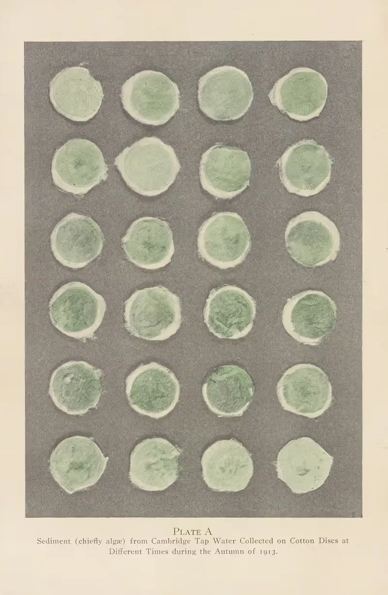 Plate A: Sediment (chiefly algae) from Cambridge Tap Water — George Chandler Whipple