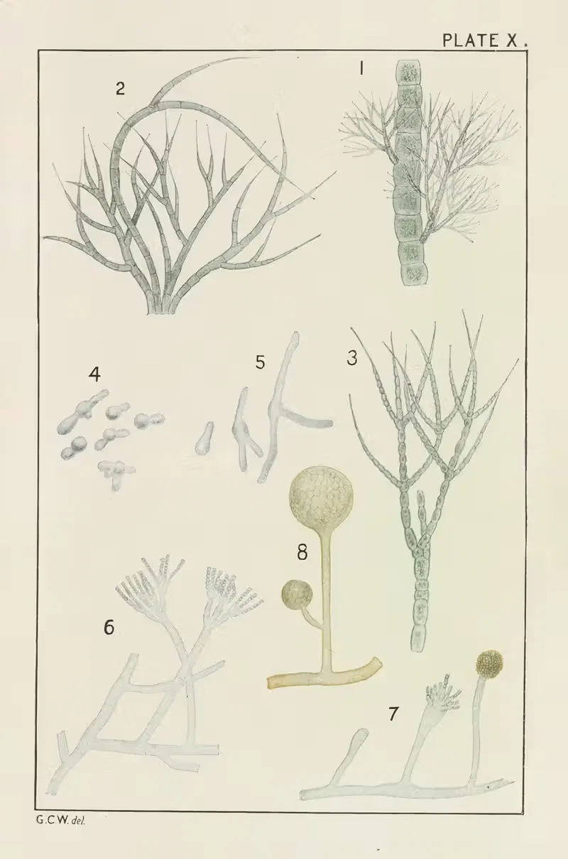 Plate X: Chlorophyceæ and Fungi — George Chandler Whipple