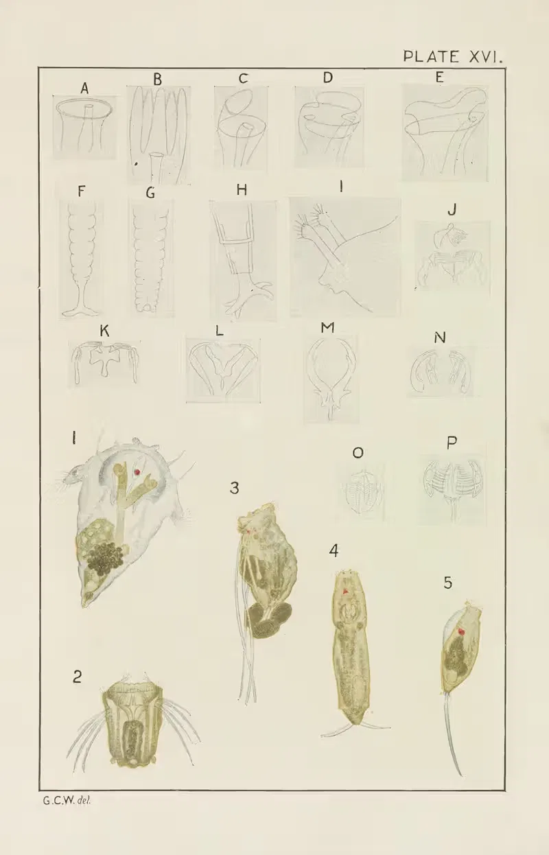 Plate XVI: Rotifera by George Chandler Whipple, 1914 — digital art print download