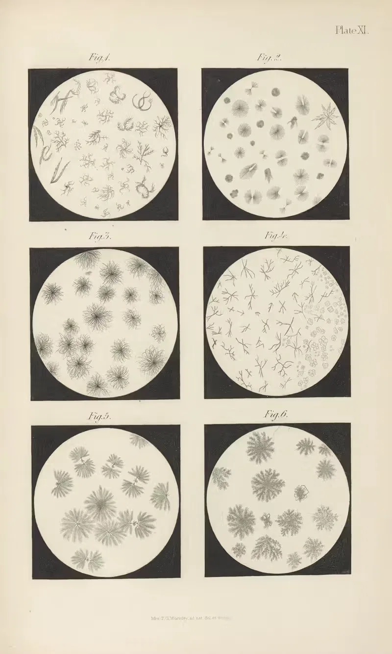 Micro-Chemistry of Poisons Pl.11 — Theodore George Wormley