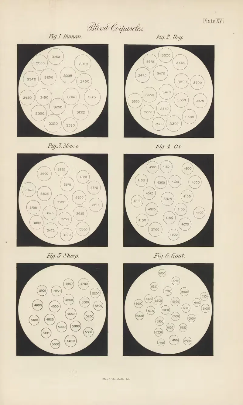 Micro-Chemistry of Poisons Pl.16 — Theodore George Wormley