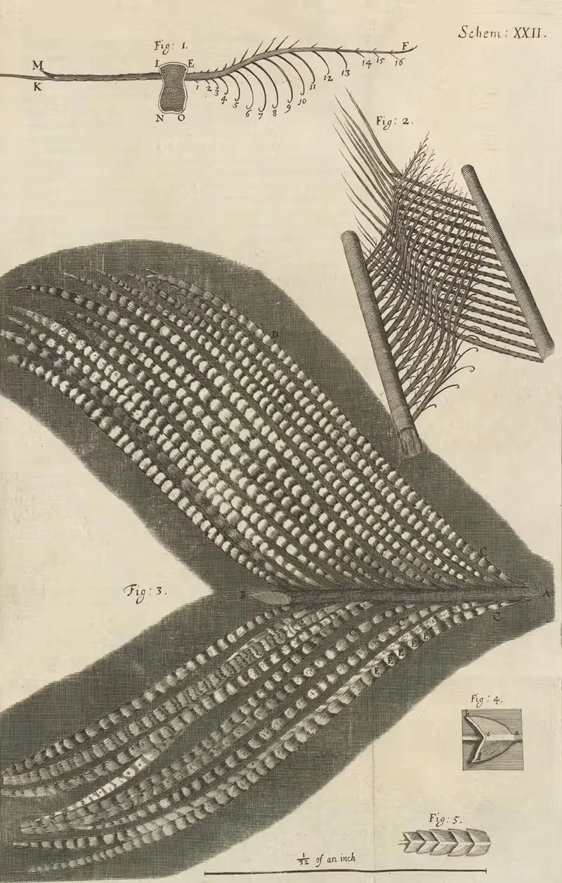 Microscopic view of assorted feathers by Robert Hooke, 1665 — digital art print download