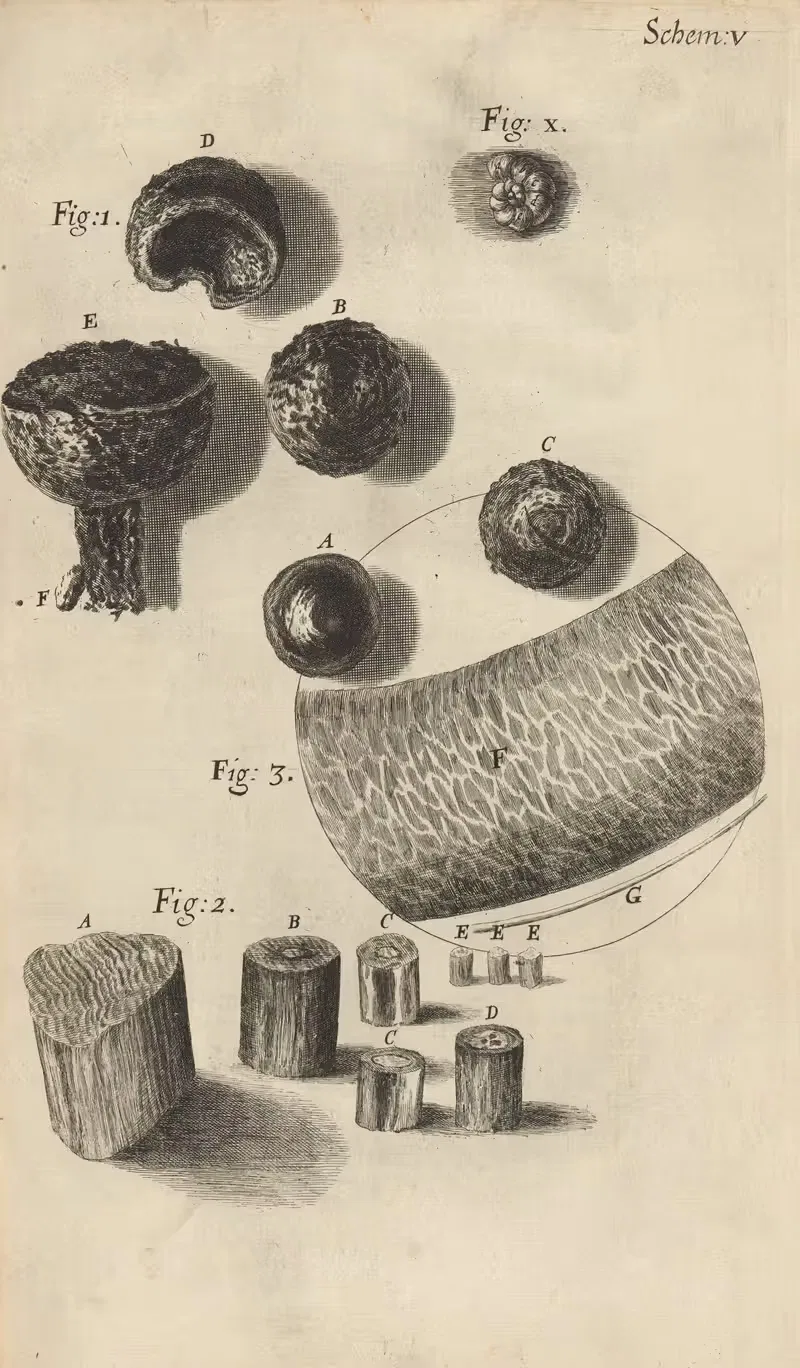 Microscopic view of flint or steel — Robert Hooke