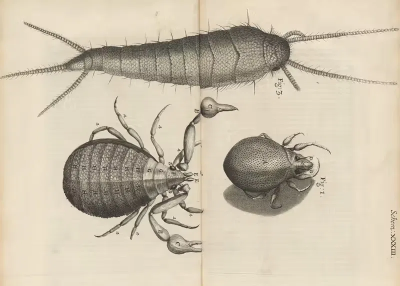 Microscopic view of mites and book-worms — Robert Hooke