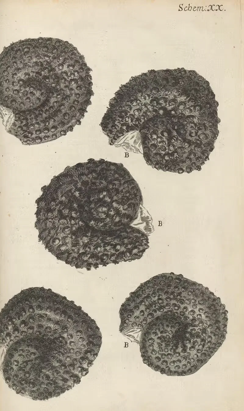Microscopic view of purslane seeds — Robert Hooke