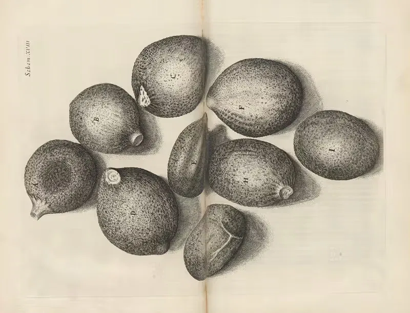 Microscopic view of seeds of thyme — Robert Hooke