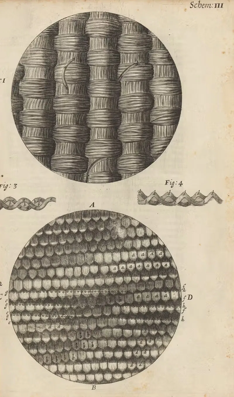Microscopic view of taffeta and silk — Robert Hooke