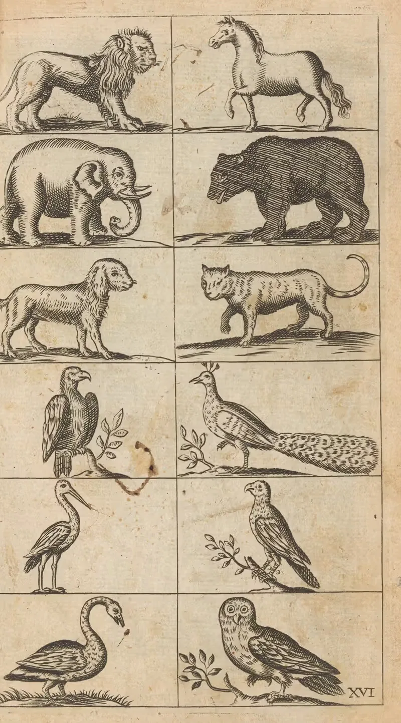 Plate XVI: Illustrations of various animals — William Salmon