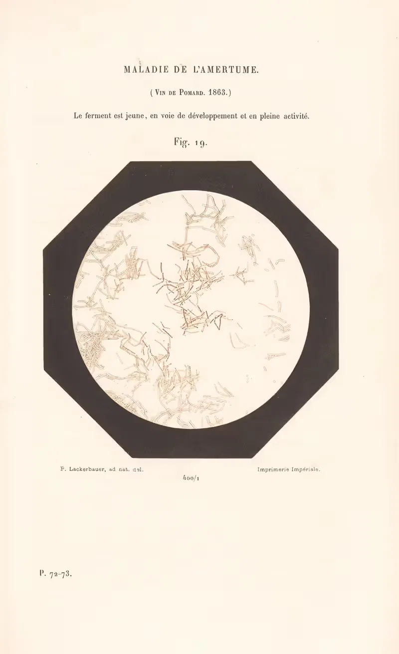 Этюды о вине Pl.14 by Луи Пастер, 1866 — digital art print download