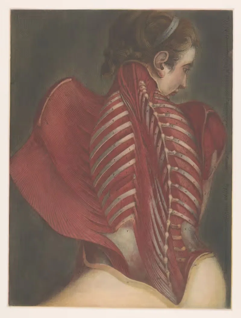 Anatomical representation of the back, Michel Duplain — Jacques Fabien Gautier d'Agoty
