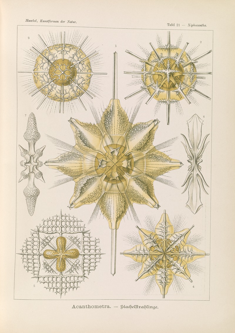 Acanthometra. – Stachelstrahlinge by Ernst Haeckel, 1904 — digital art print download