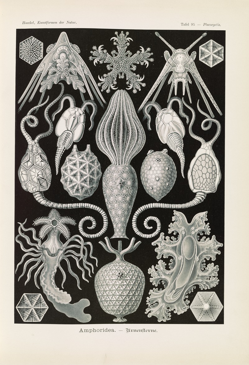 Amphoridea. – Urnensterne by Эрнст Геккель, 1904 — digital art print download