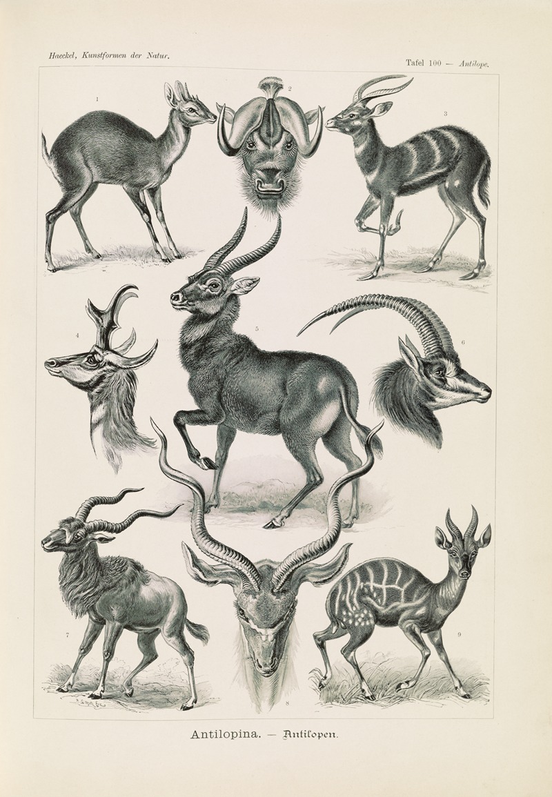 Antilopina. – Antilopen by Ernst Haeckel, 1904 — digital art print download