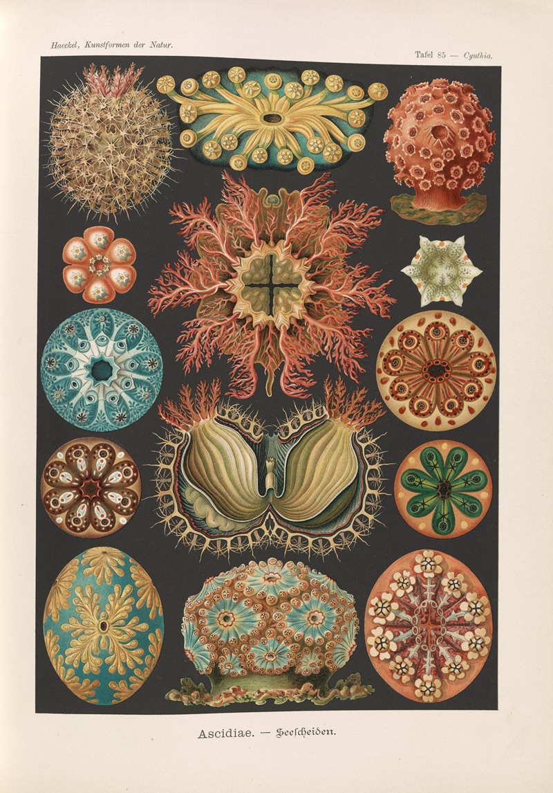 Ascidiae. – Seescheiden by Эрнст Геккель, 1904 — digital art print download