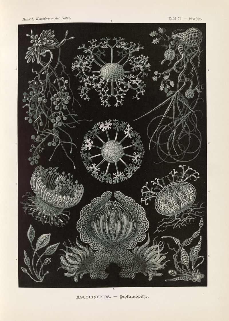 Ascomycetes. – Schlauchpilze by Эрнст Геккель, 1904 — digital art print download