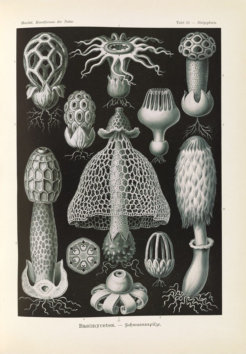 Basimycetes. – Schwammpilze by Эрнст Геккель, 1904 — digital art print download