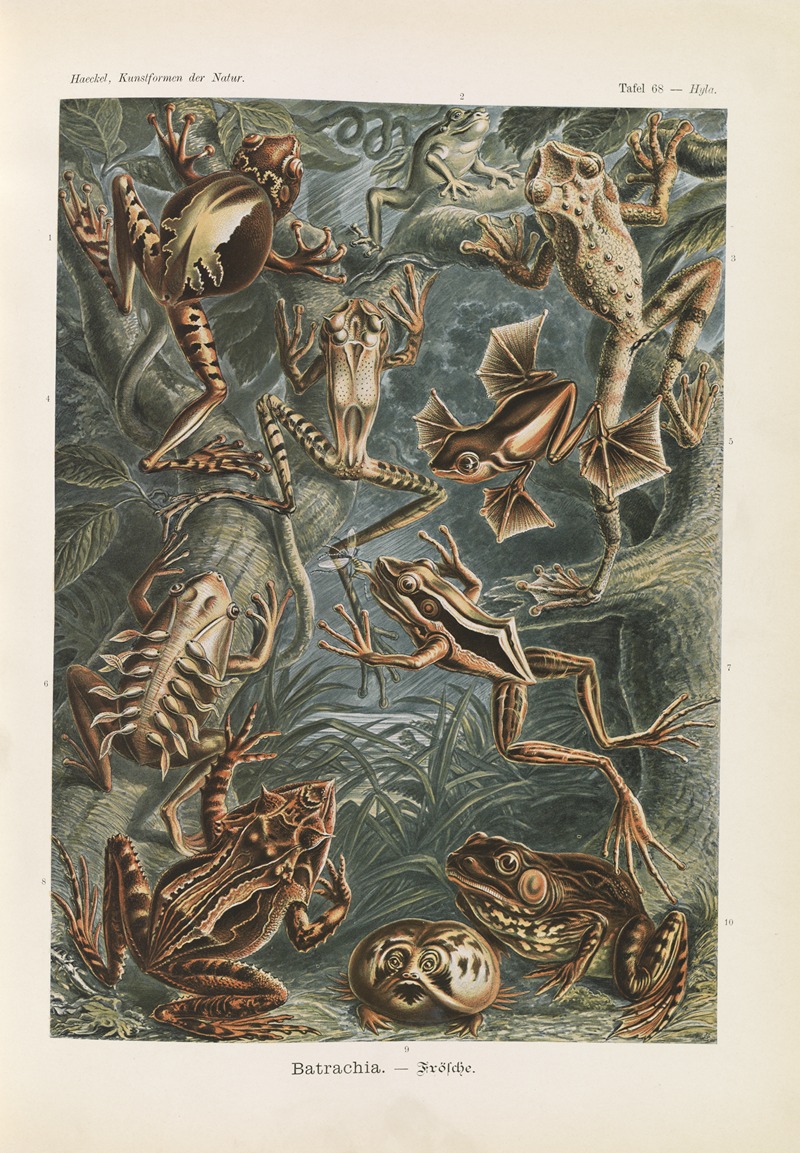 Batrachia. – Frösche by Ernst Haeckel, 1904 — digital art print download