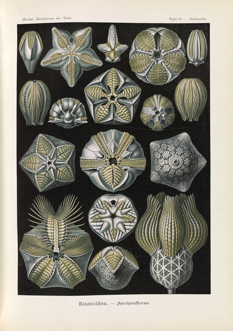 Blastoïdea. – Knospensterne by Эрнст Геккель, 1904 — digital art print download