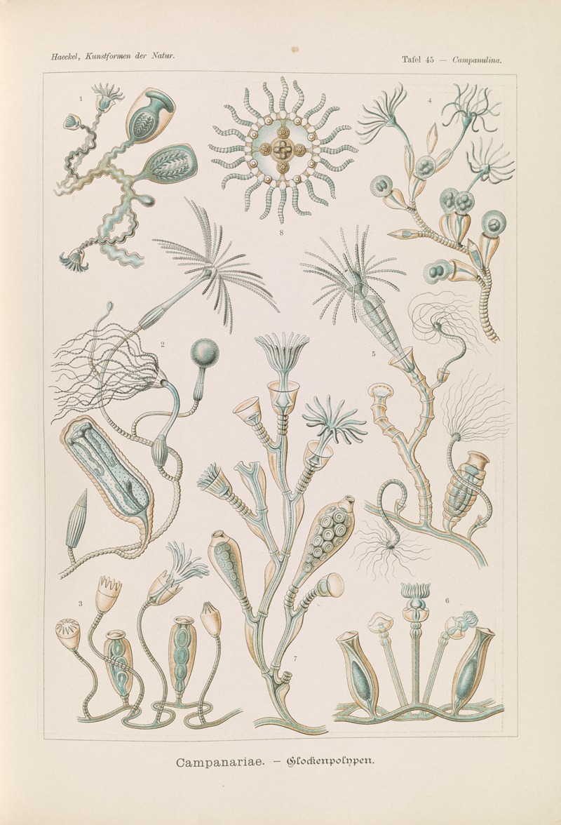 Campanariae. – Glockenpolnpen by Ernst Haeckel, 1904 — digital art print download
