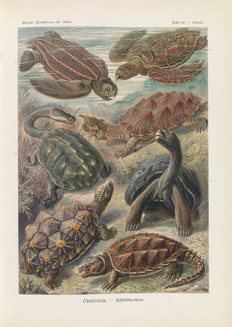 Chelonia. – Schildkröten by Эрнст Геккель, 1904 — digital art print download