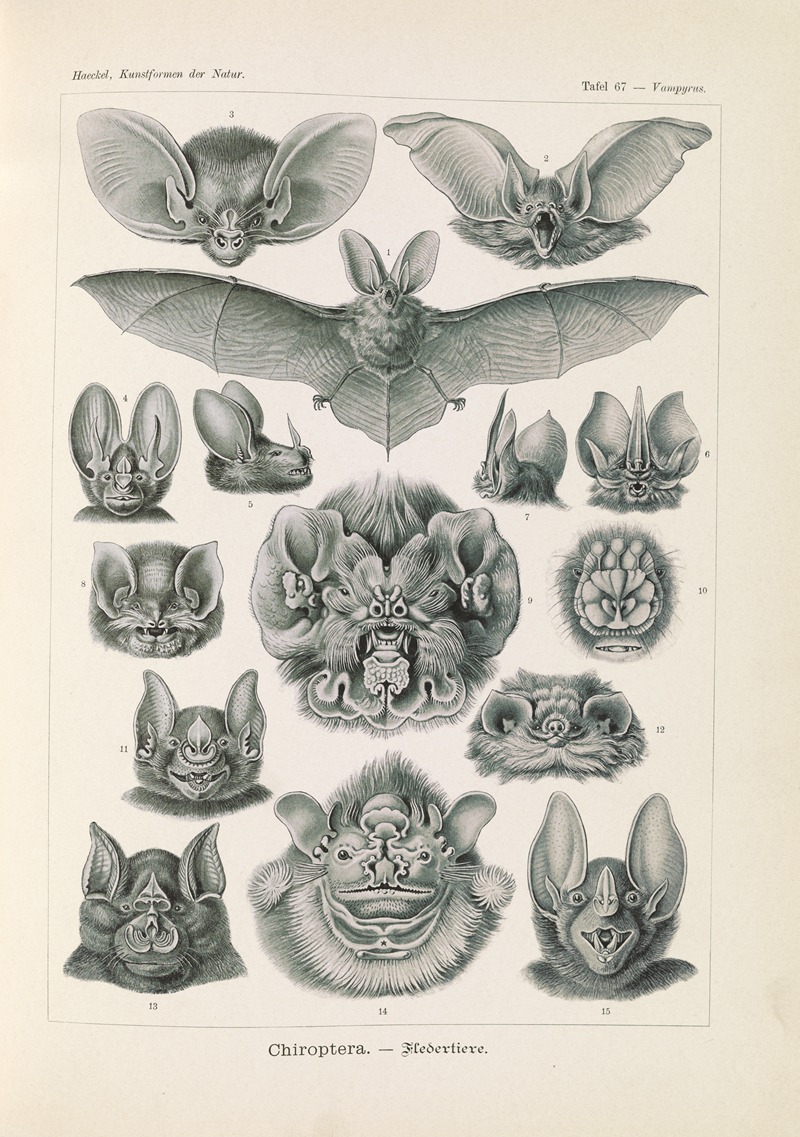 Chiroptera. – Fledertiere by Эрнст Геккель, 1904 — digital art print download