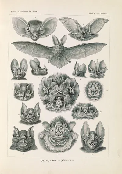 Chiroptera. – Fledertiere by Ernst Haeckel, 1904 — digital art print download