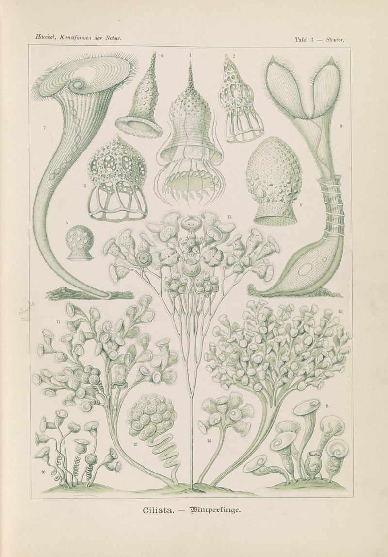 Ciliata. – Wimperlinge by Эрнст Геккель, 1904 — digital art print download