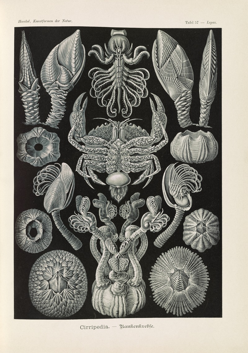 Cirripedia. – Rankenkreble by Эрнст Геккель, 1904 — digital art print download