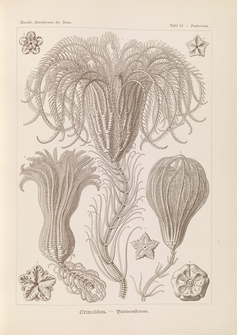 Crinoidea. – Palmensterne by Эрнст Геккель, 1904 — digital art print download