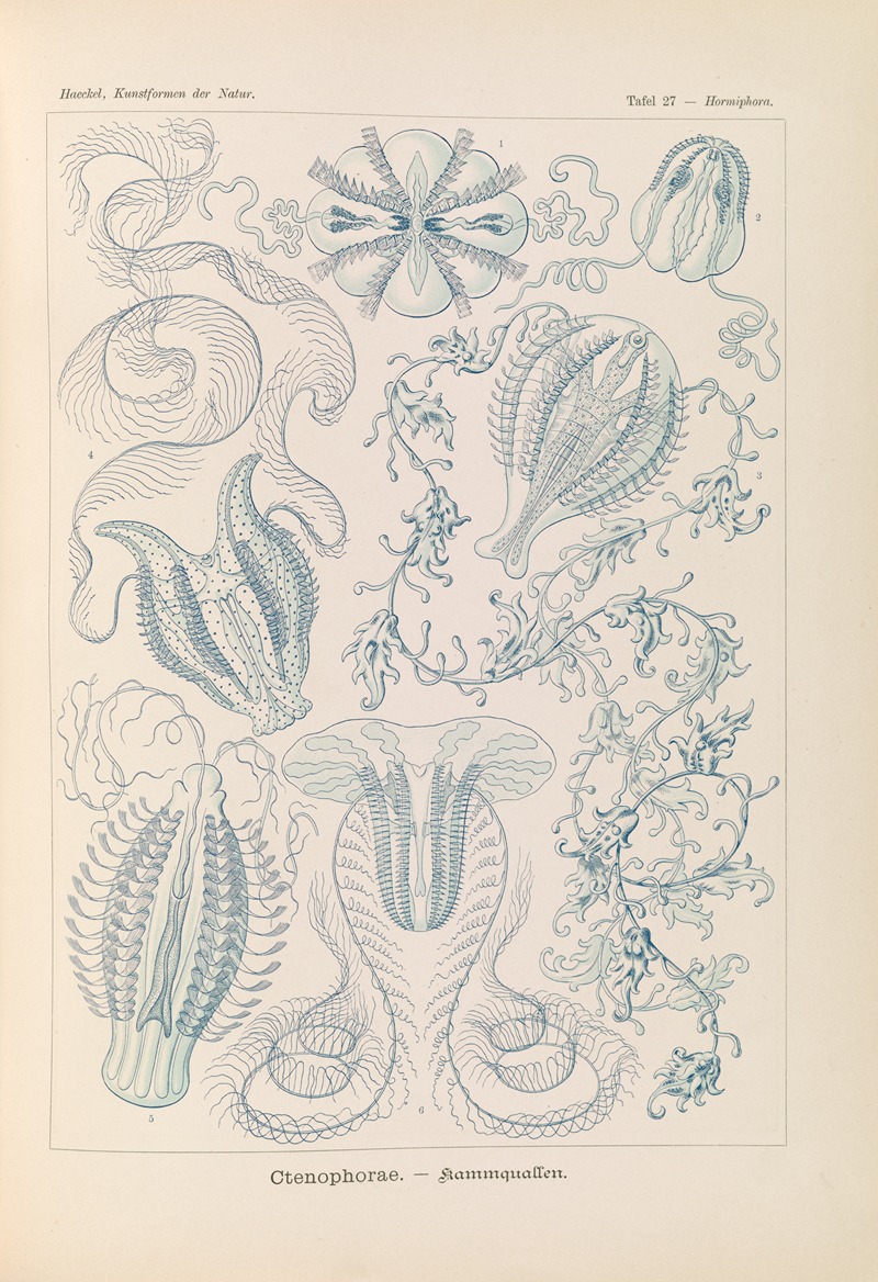 Ctenophorae. – Kammquallen — Эрнст Геккель