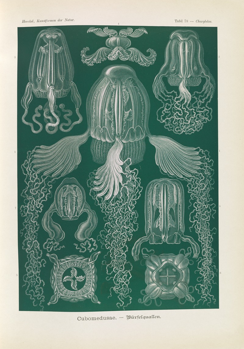 Cubomedusae. – Würfelquallen — Ernst Haeckel
