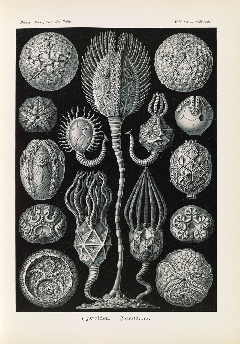 Cystoidea. – Beutelsterne by Эрнст Геккель, 1904 — digital art print download